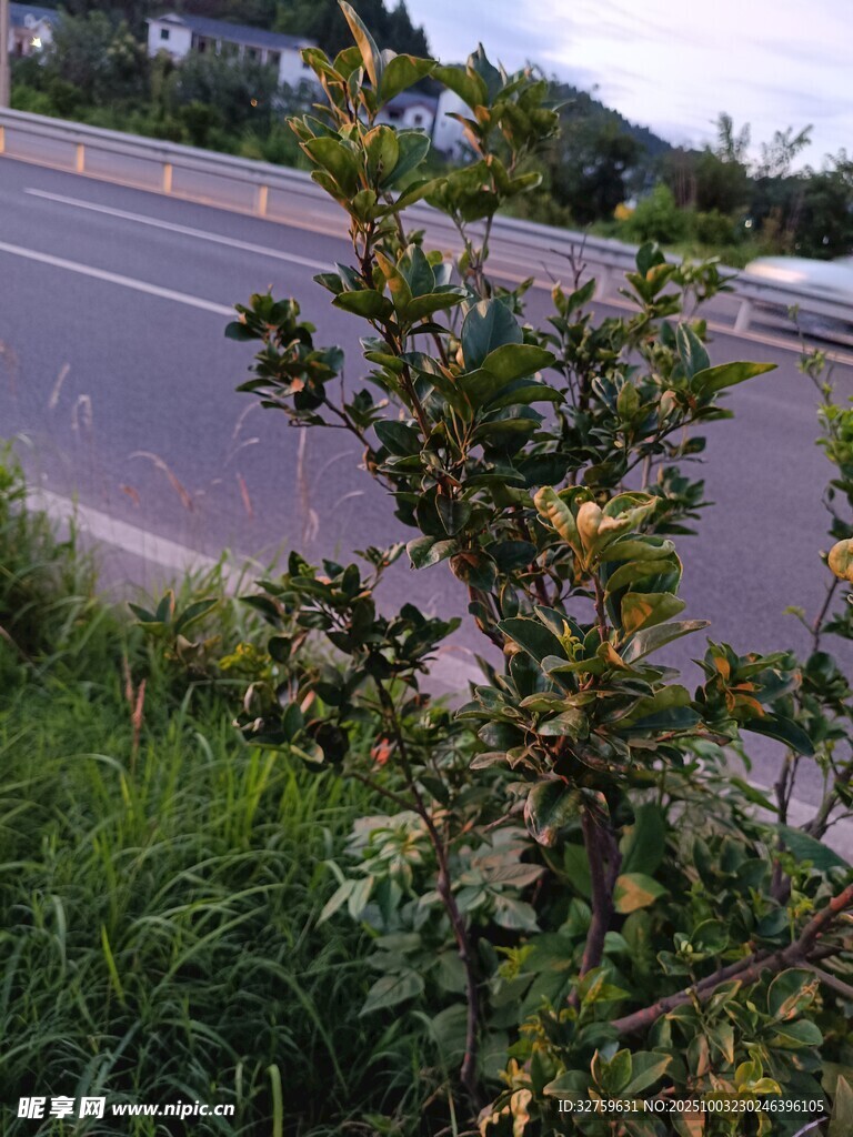 路邊綠植綻出黃色小花
