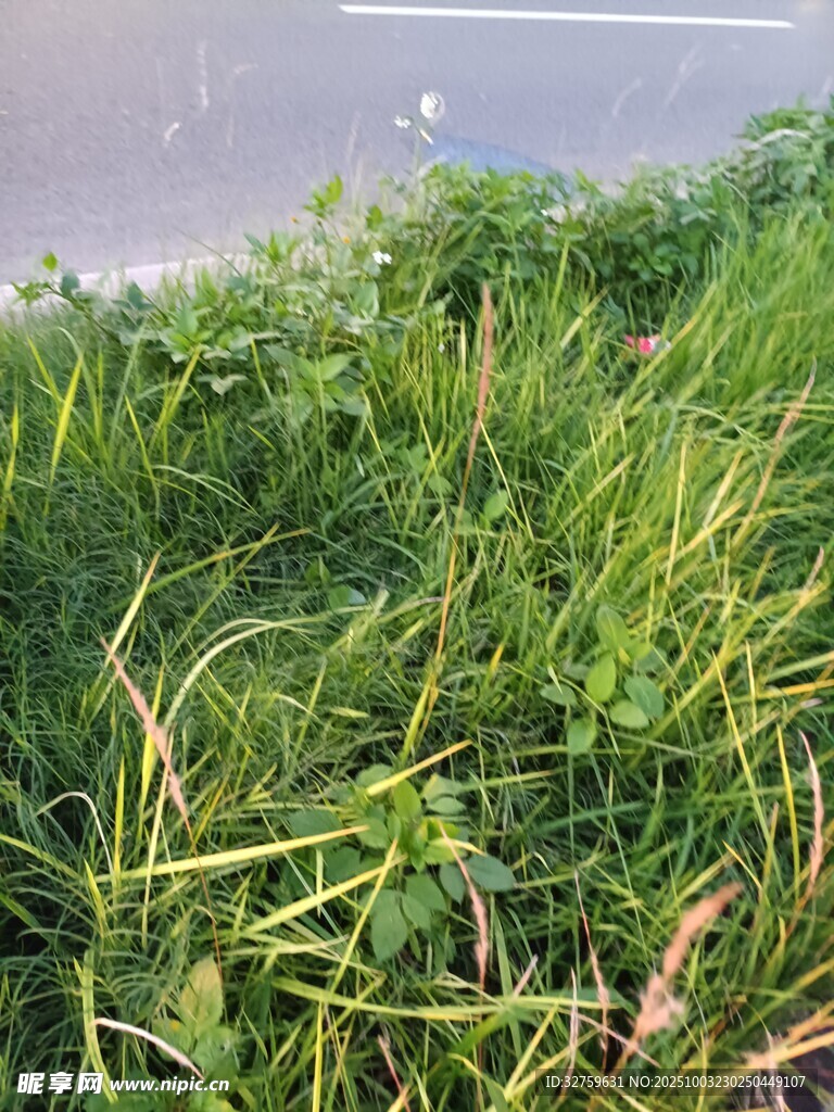戶外翠綠茂盛的野草