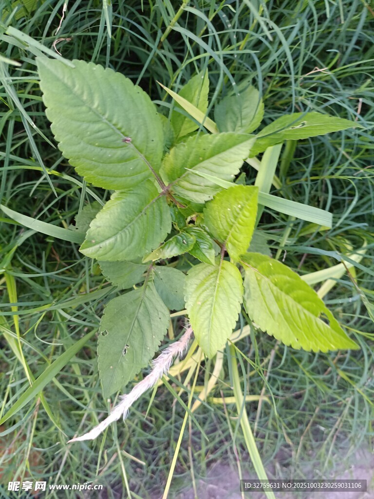 嫩綠植物生長于草叢中