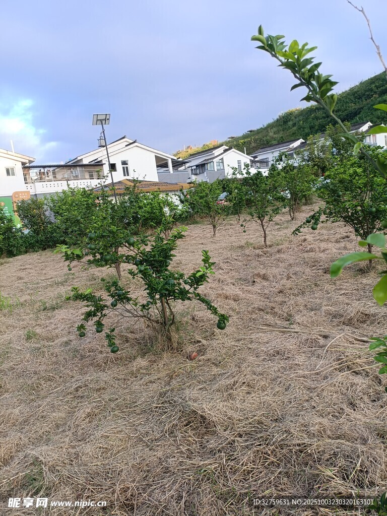 果園中的果樹與開闊土地