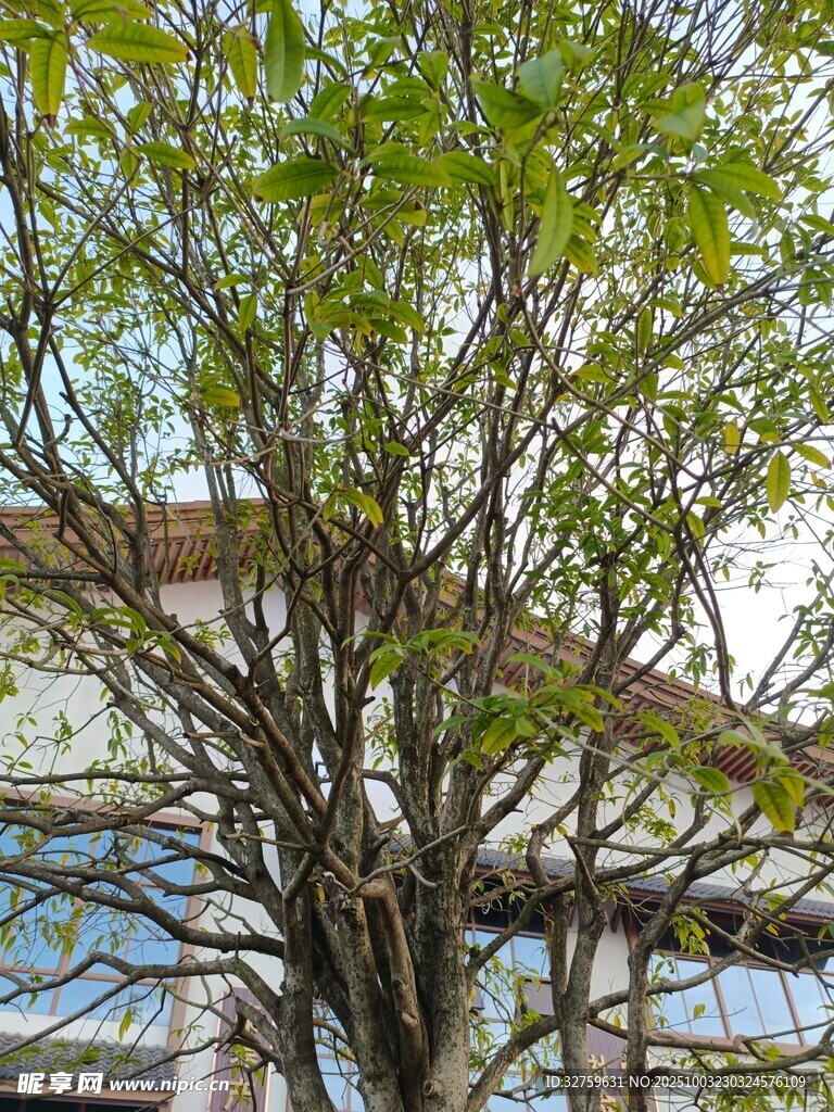 窗前綠樹展新姿