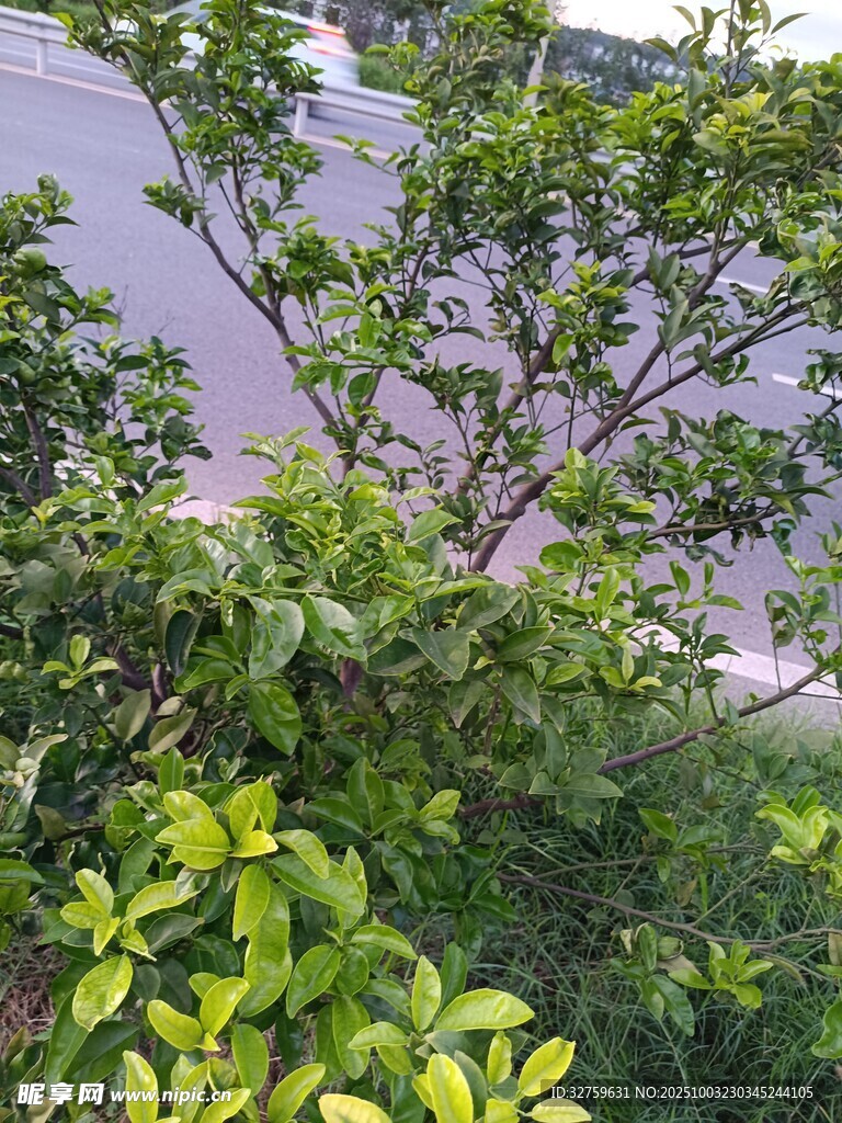 綠葉繁花的自然景致
