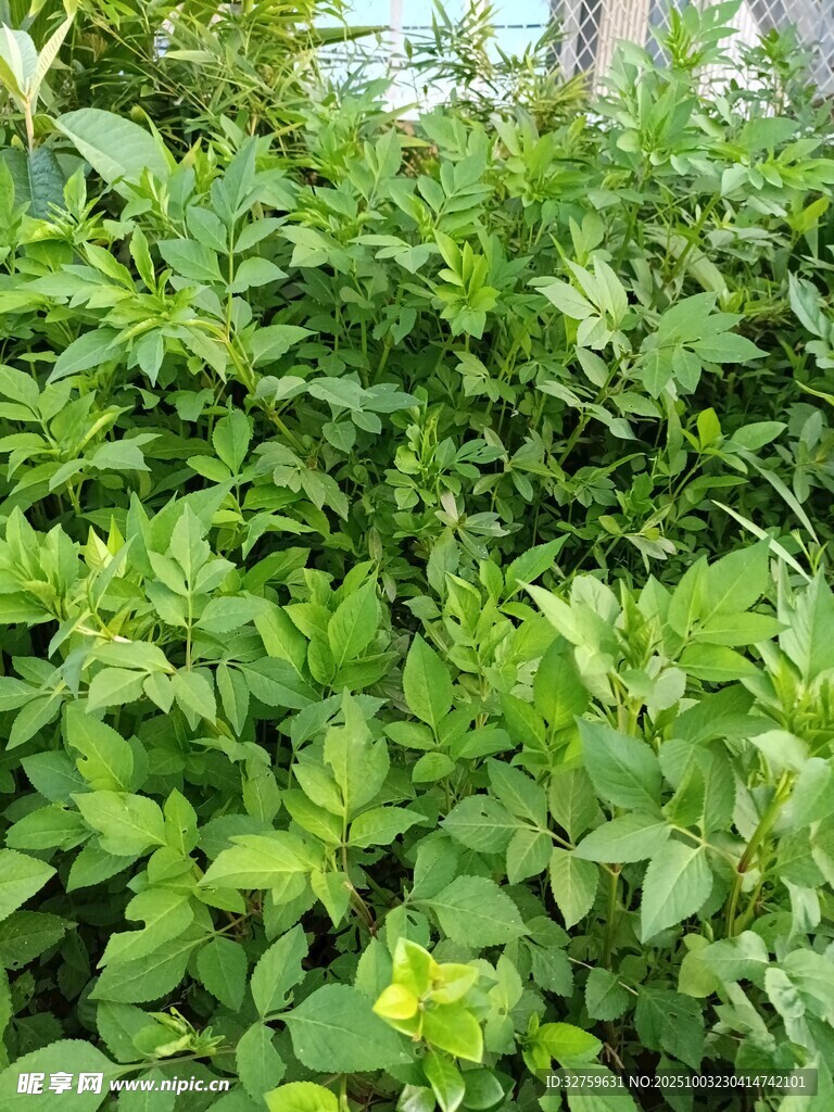 綠葉叢中一抹黃