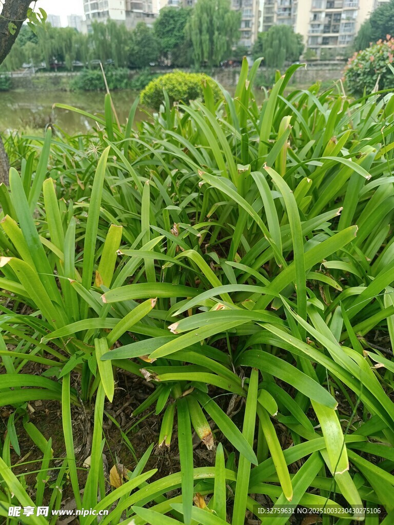 翠綠繁茂的綠植景觀