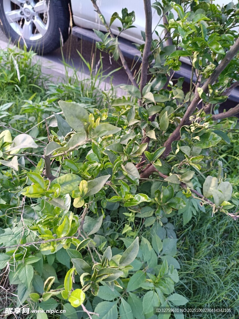 路邊彎折的綠植