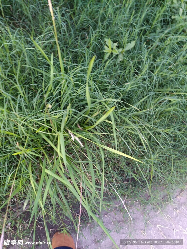 路邊翠綠茂盛的青草