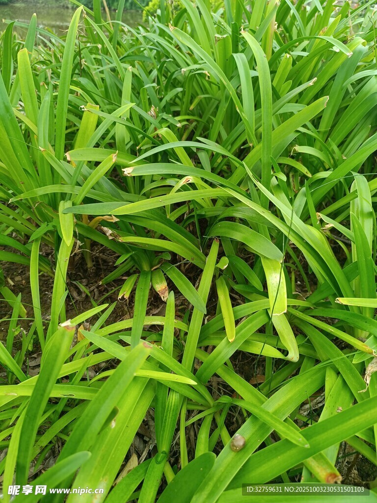 翠綠茂盛的叢生植物