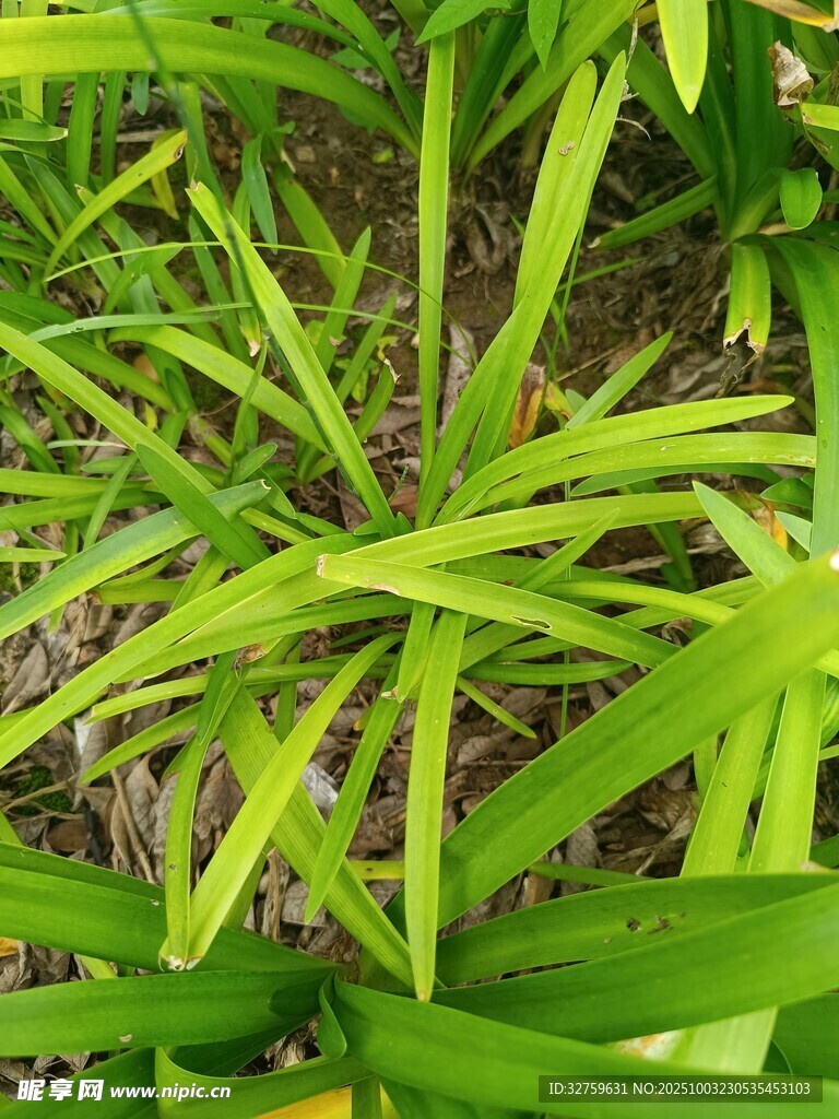 嫩綠細長葉片植物特寫