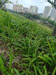 城市邊的蔥郁綠地