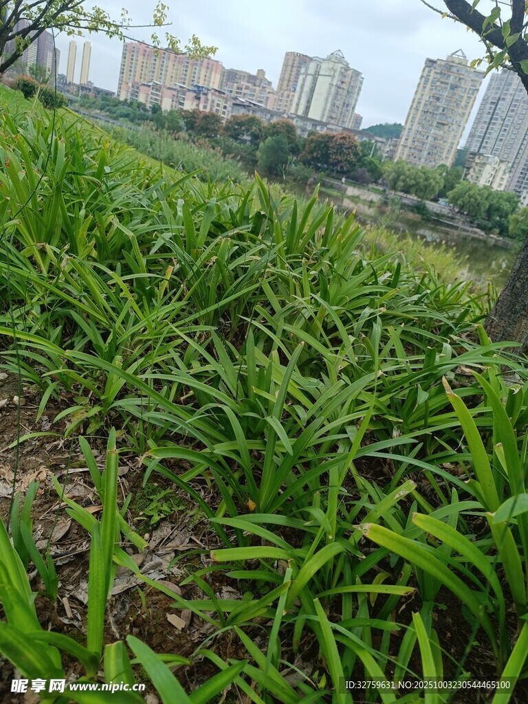 城市邊的蔥郁綠地