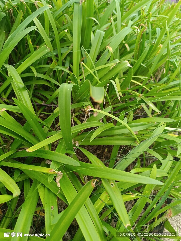 翠綠蔥蘢的茂盛青草