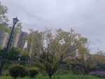 城市公園中的綠樹與建筑