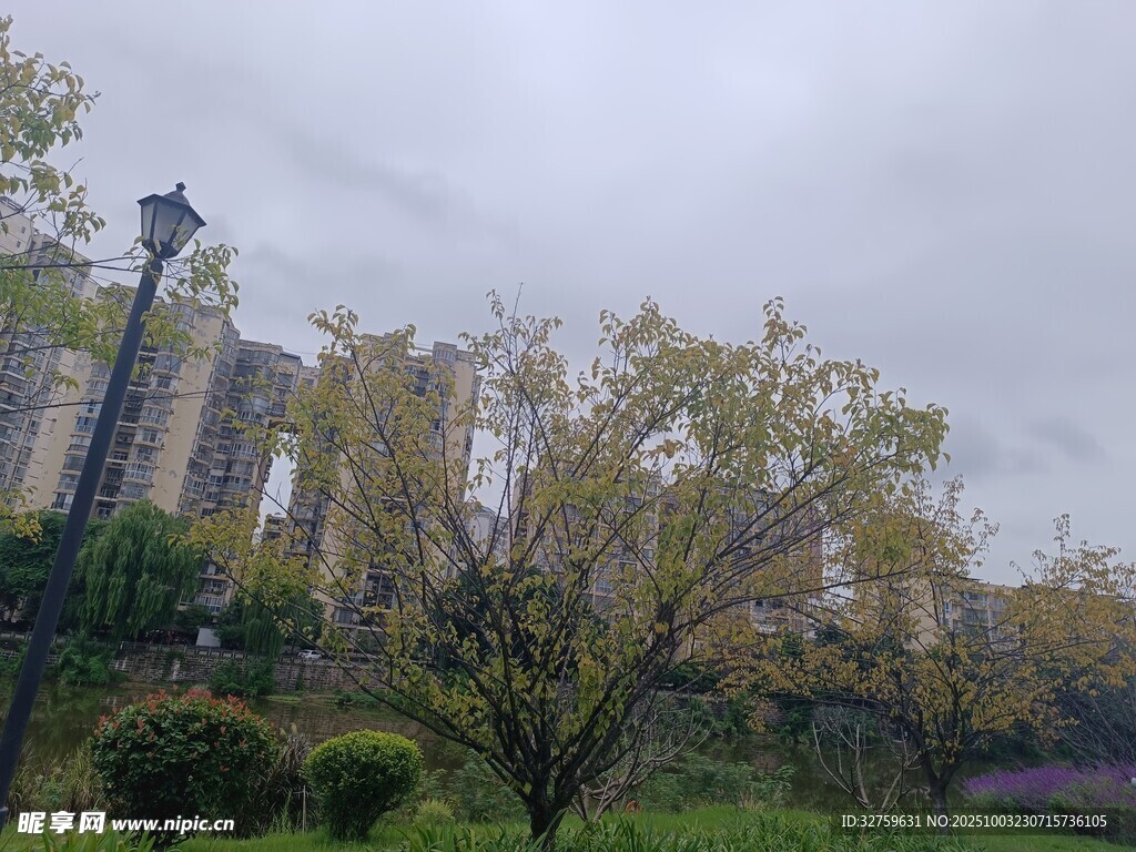 城市公園中的綠樹與建筑