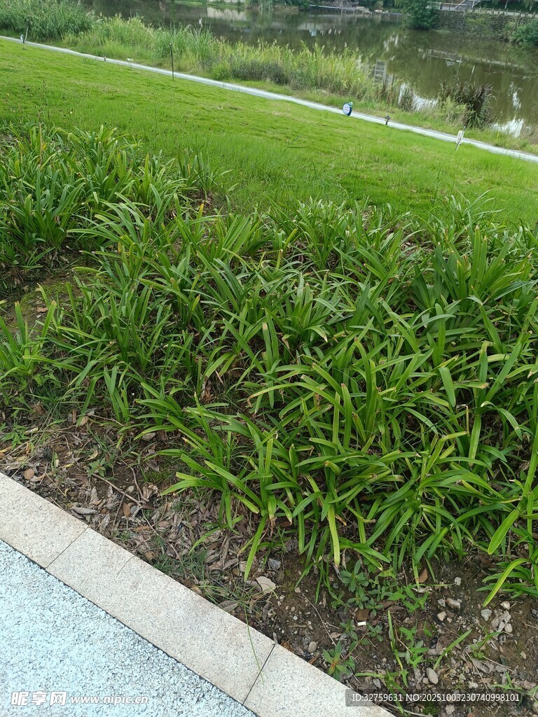 路邊蔥郁綠植景觀