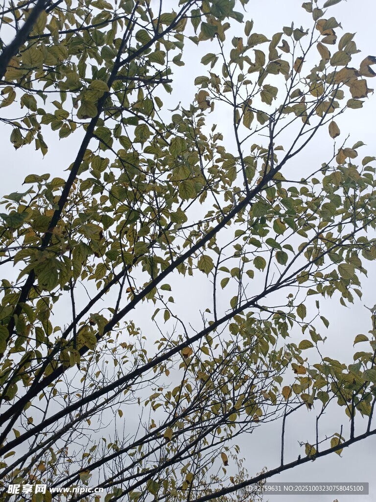 枝頭綠葉映灰白天空