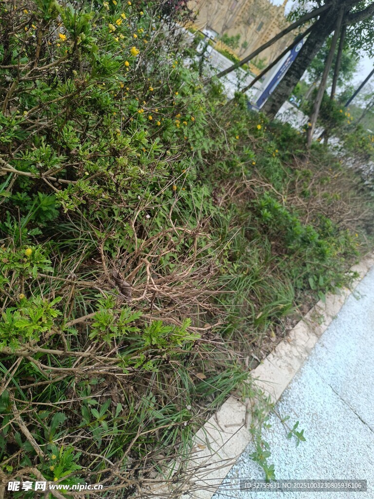 路邊繁茂的綠色植物