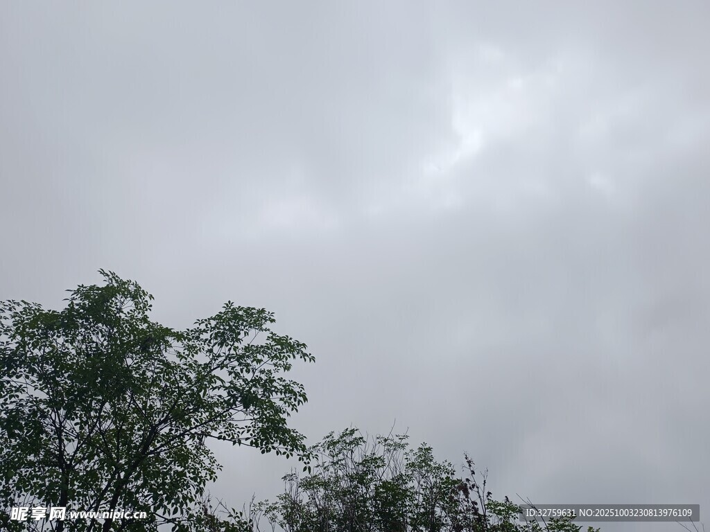 陰天時的樹梢景象