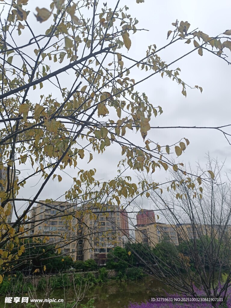 秋日城郊樹木與建筑景象