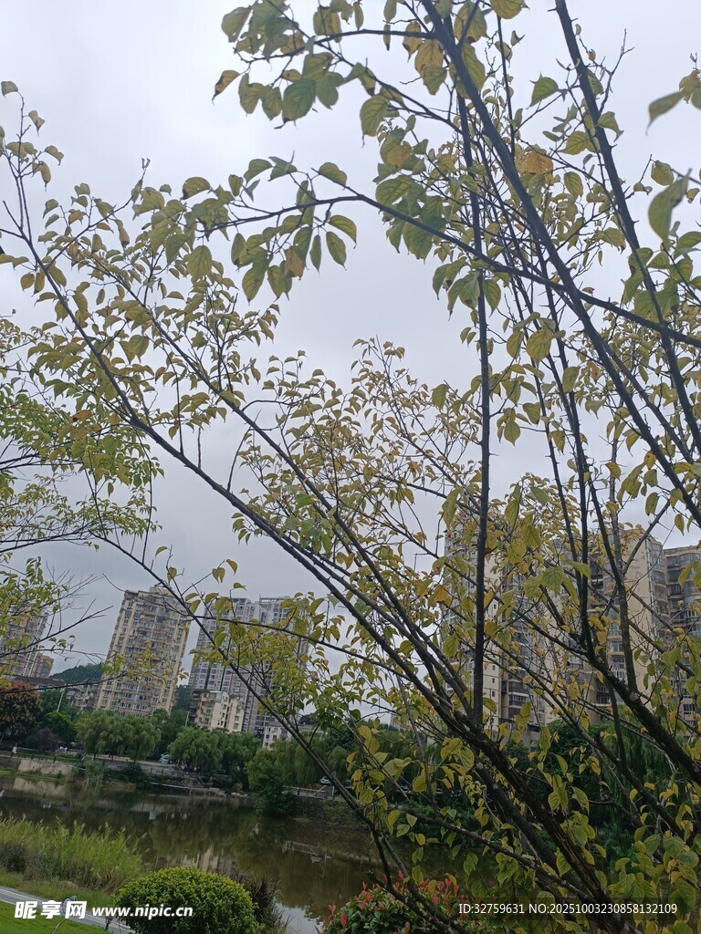 湖畔綠樹與遠處建筑風景