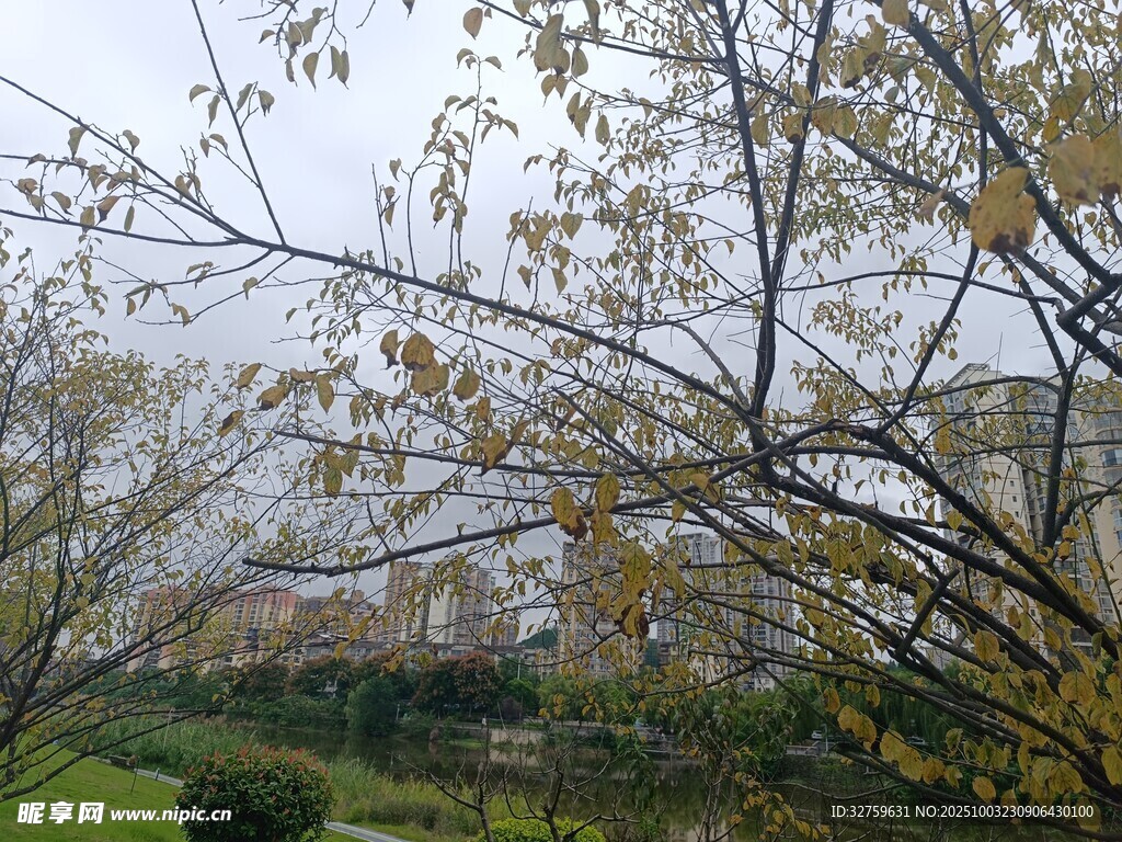 秋日公園樹枝景致