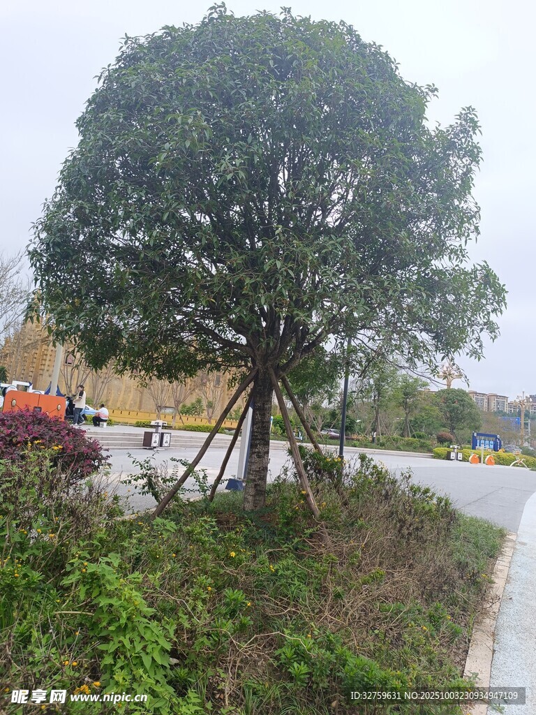 路邊茂盛的大樹