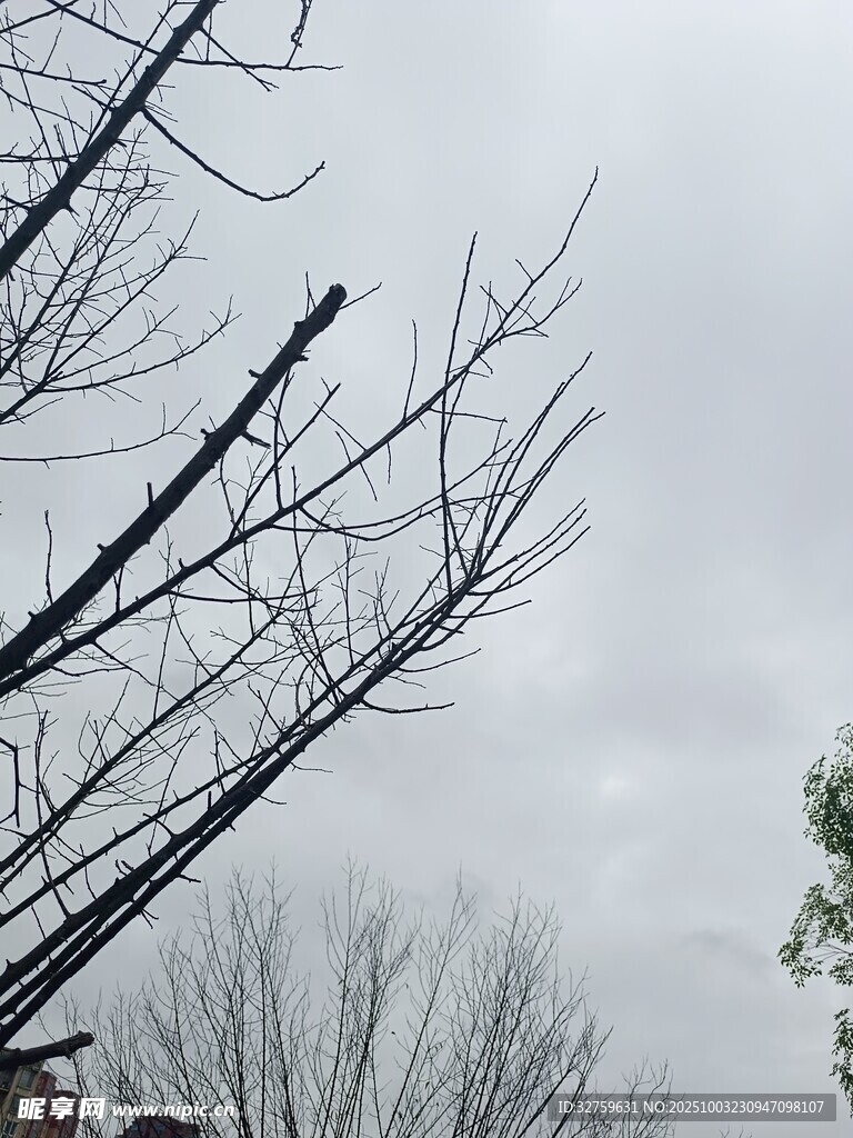 冬日枯樹枝的蕭瑟景象