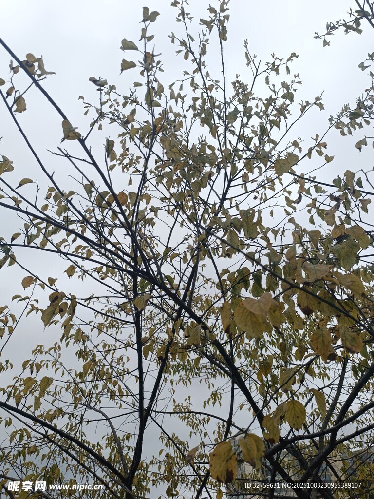 秋日樹枝上的黃綠樹葉