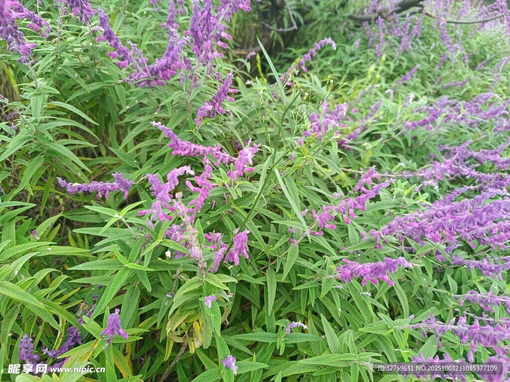 紫色花卉植物景觀