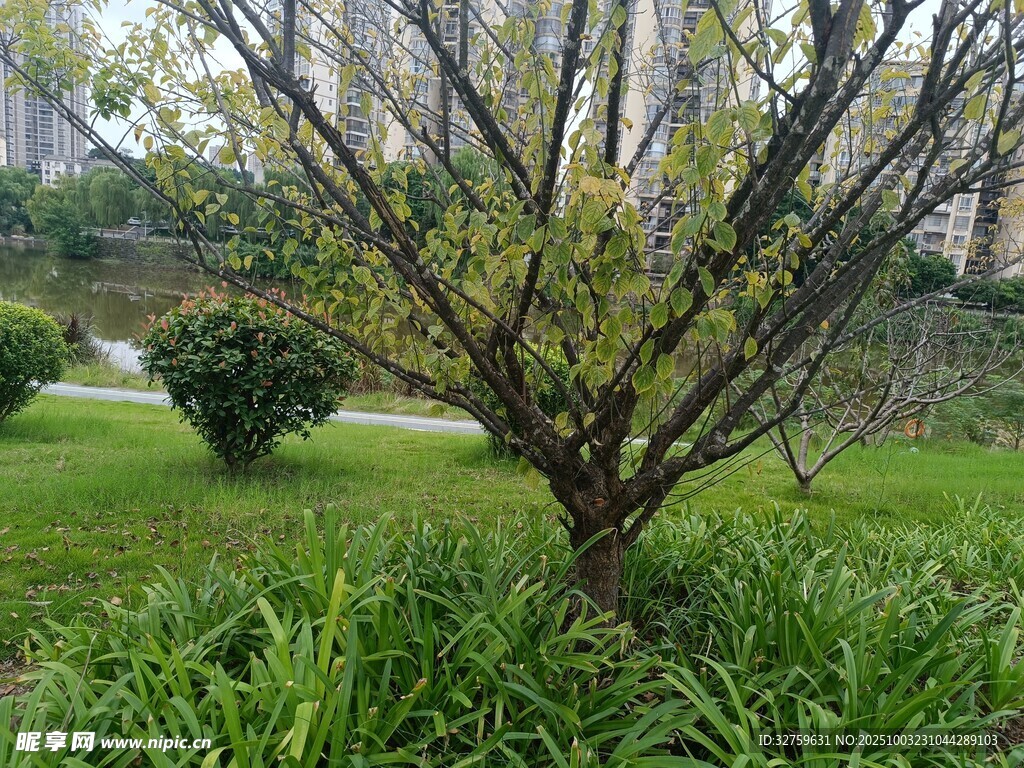 公園中一棵枝葉稀疏的小樹