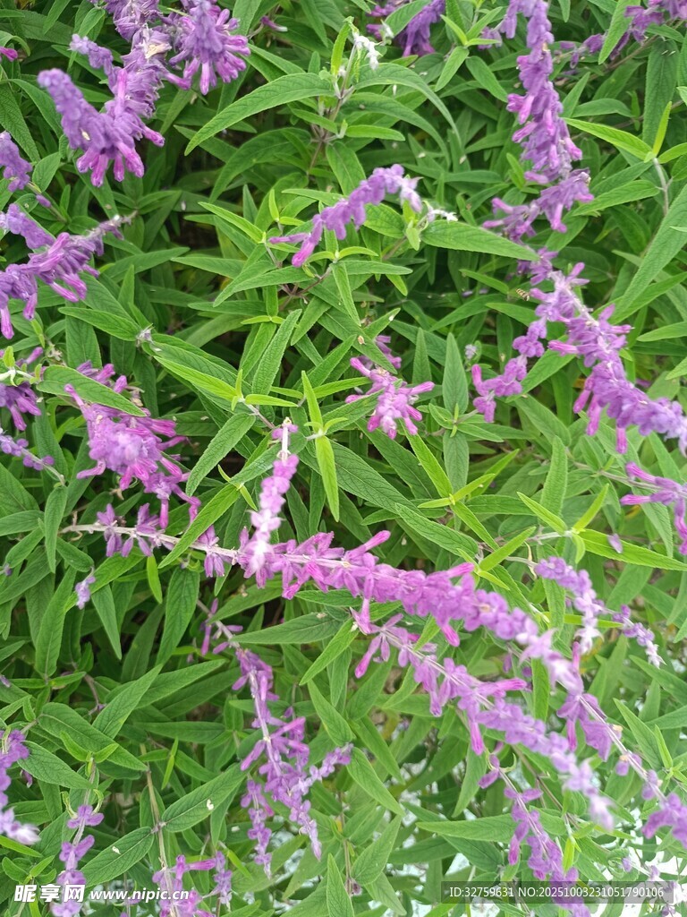 紫色穗狀花卉綻放