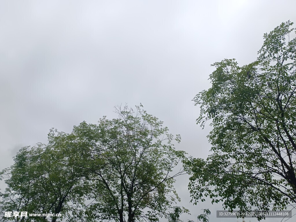 陰天中的綠樹