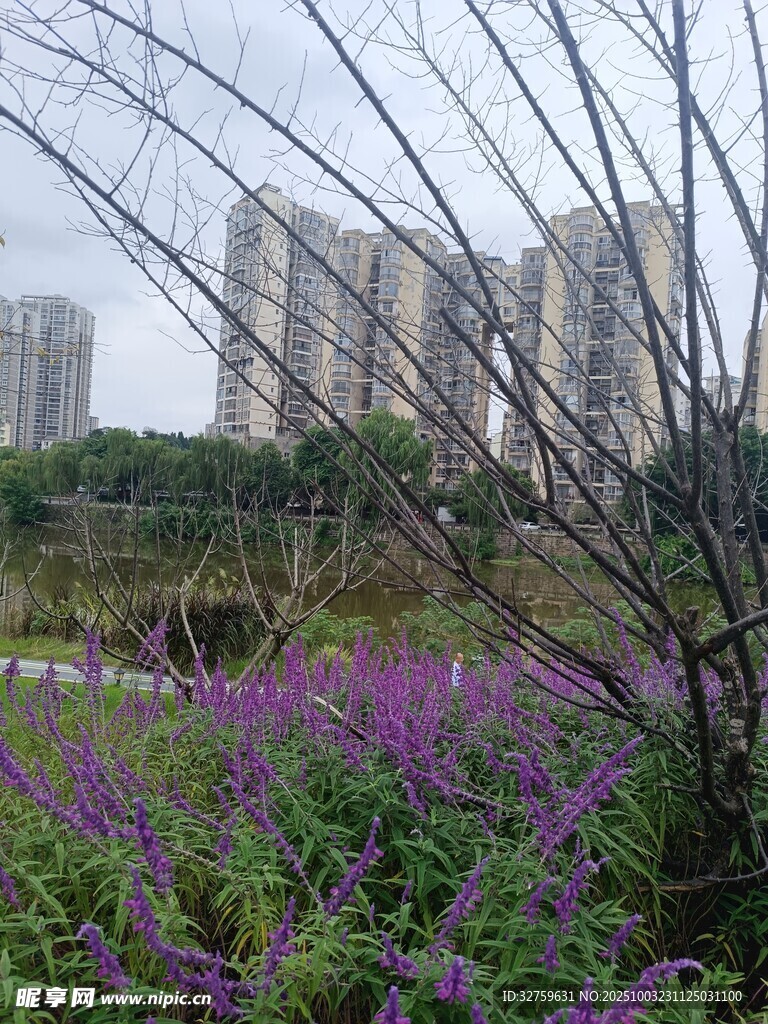 城市邊的紫色花卉景觀