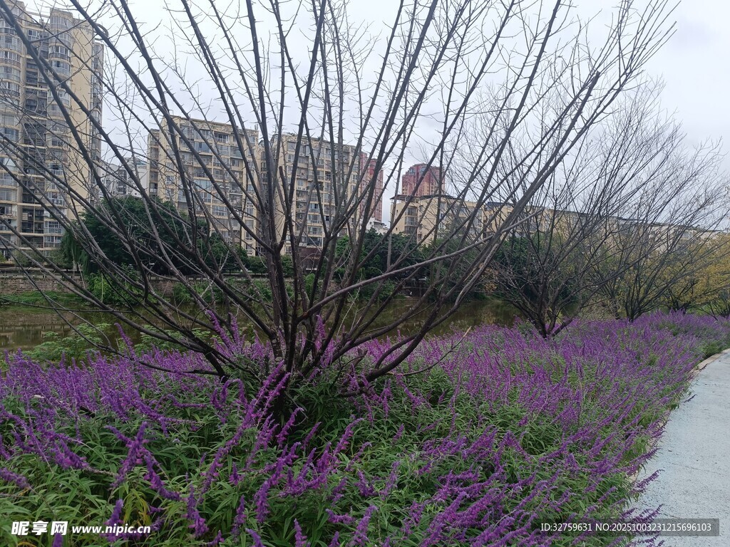河畔紫花與枯樹景觀