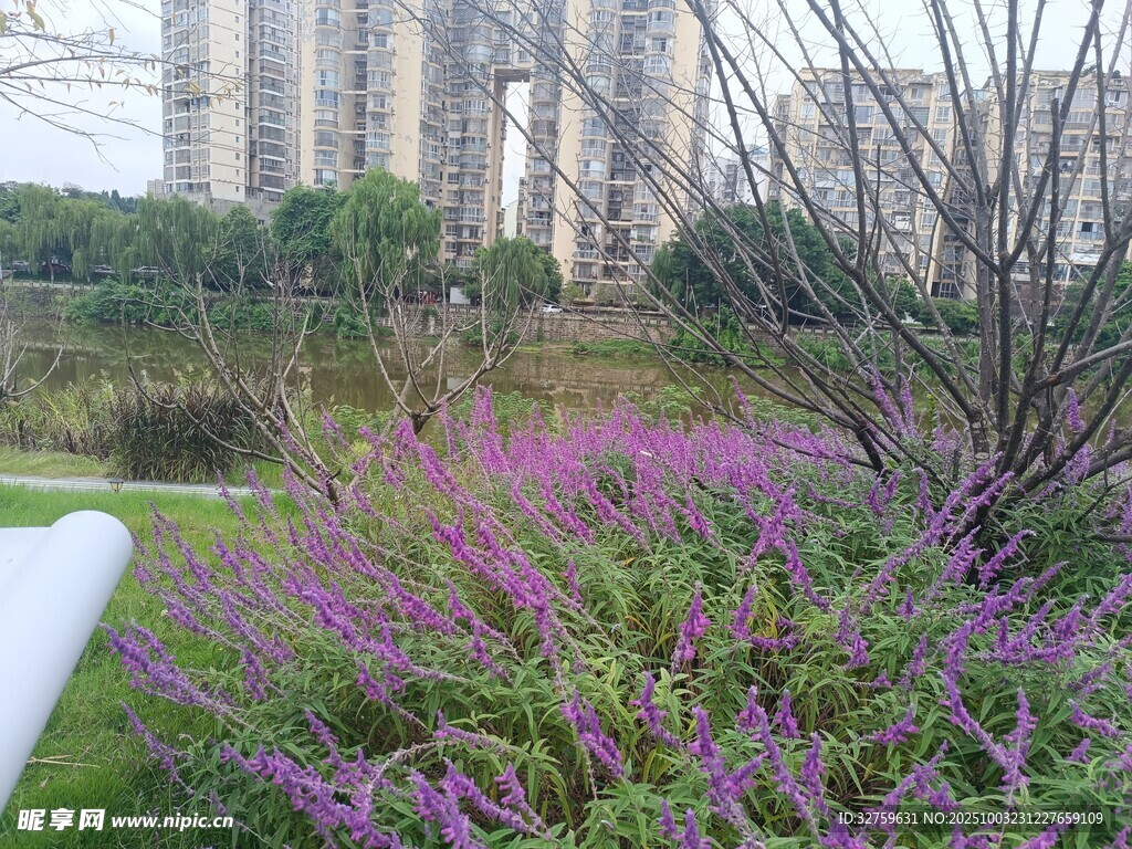 城市綠地中的紫色花卉景觀