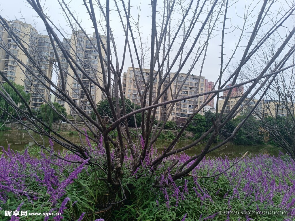 紫色花叢中的光禿樹(shù)木