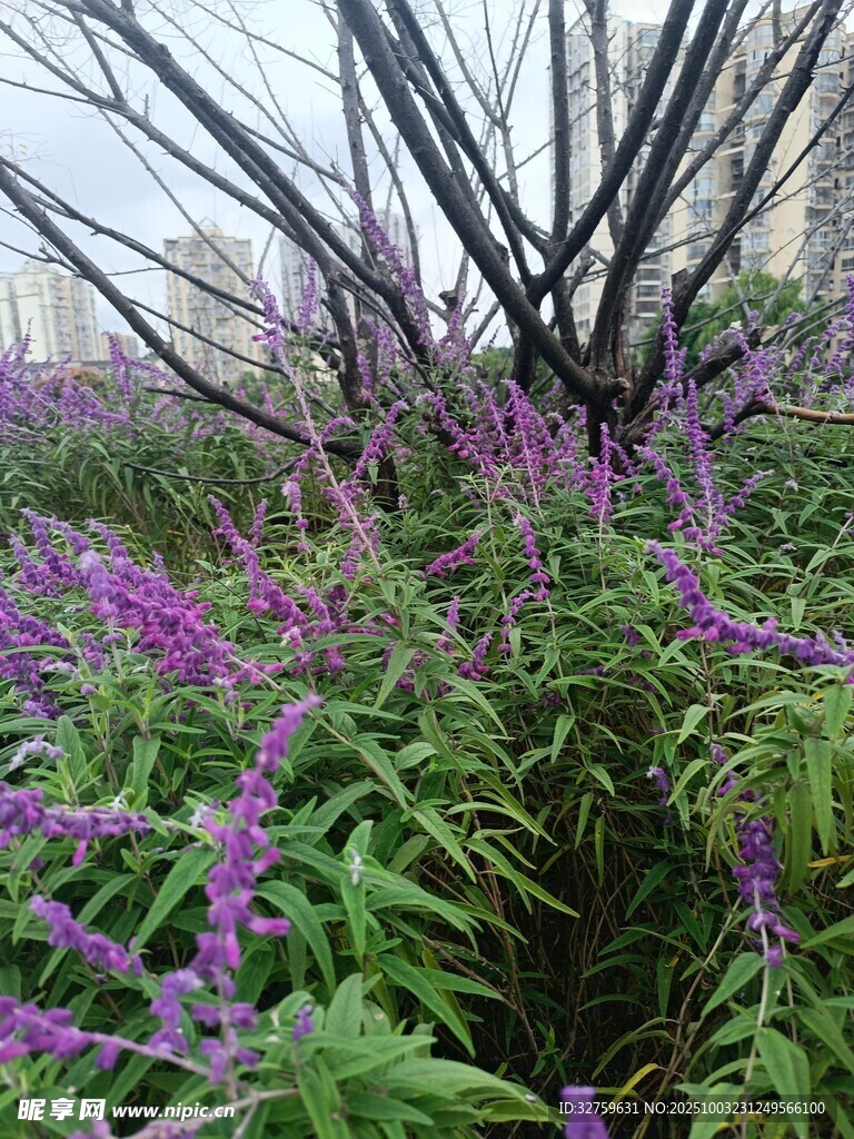 紫色花叢中的繁茂植物