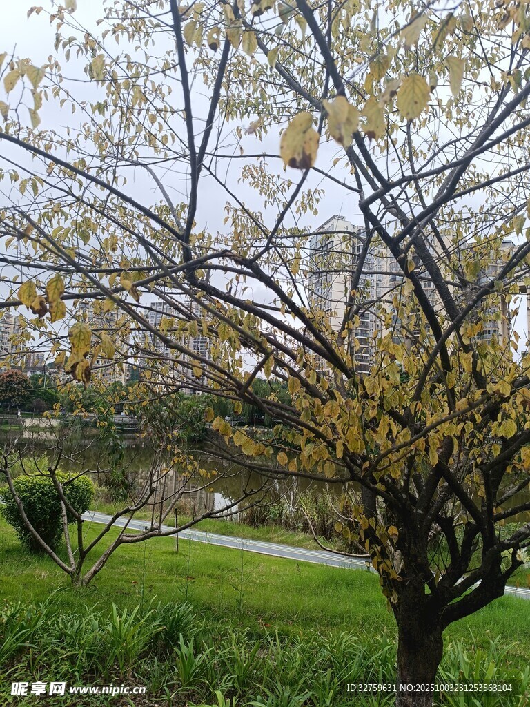 春日繁花樹 