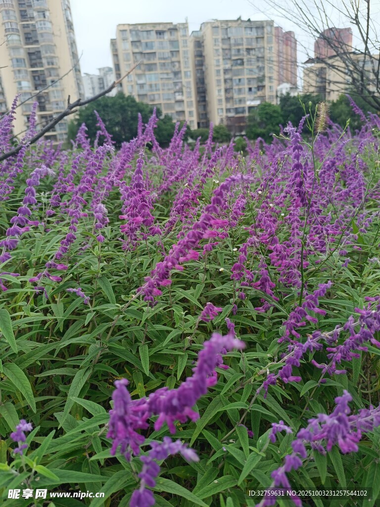 紫色花卉盛放于城市背景