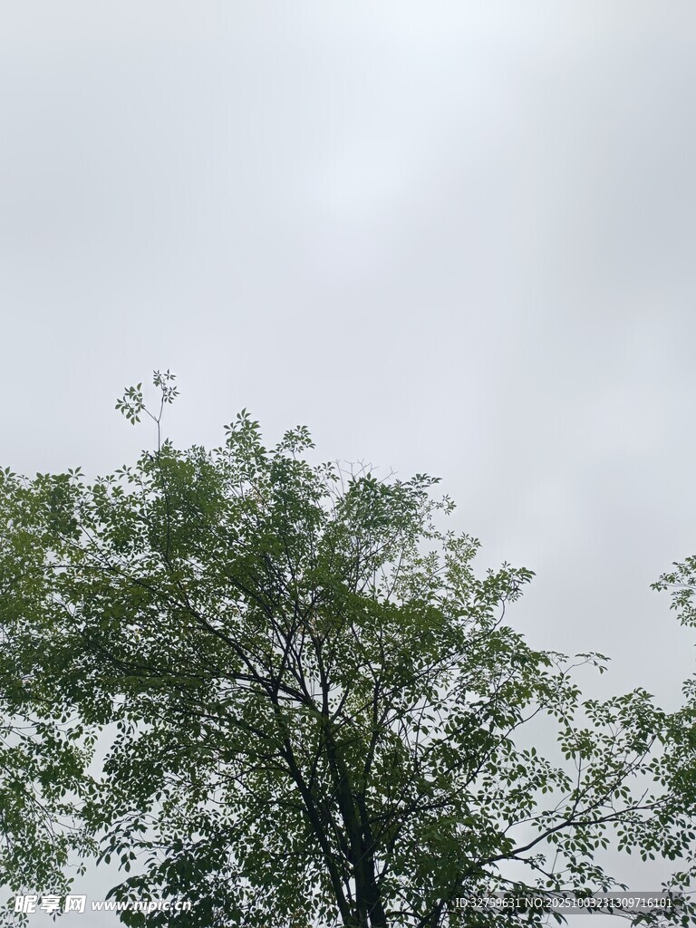 天空下的繁茂綠樹