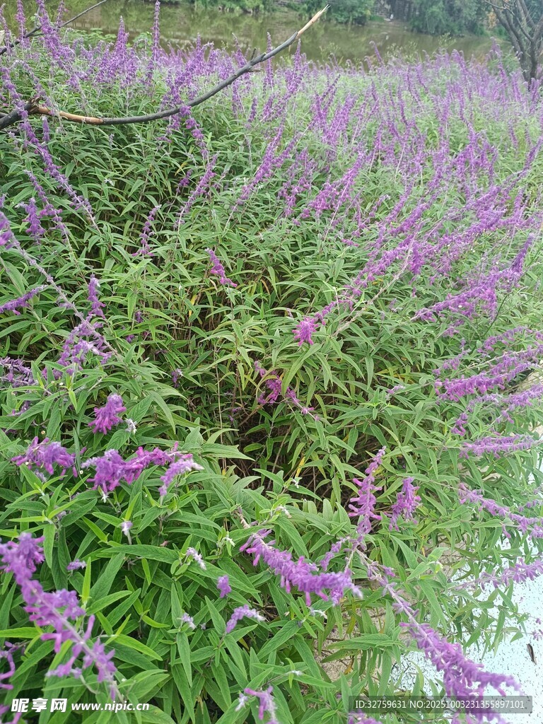 紫色野花綻放的綠色草地