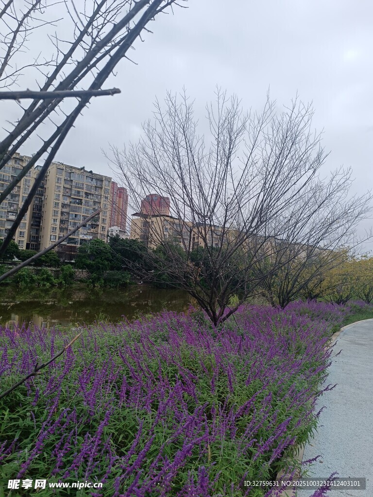 河畔紫花與枯樹景觀