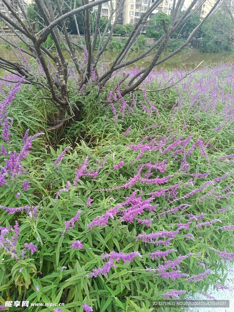 紫色花叢中的樹木景觀