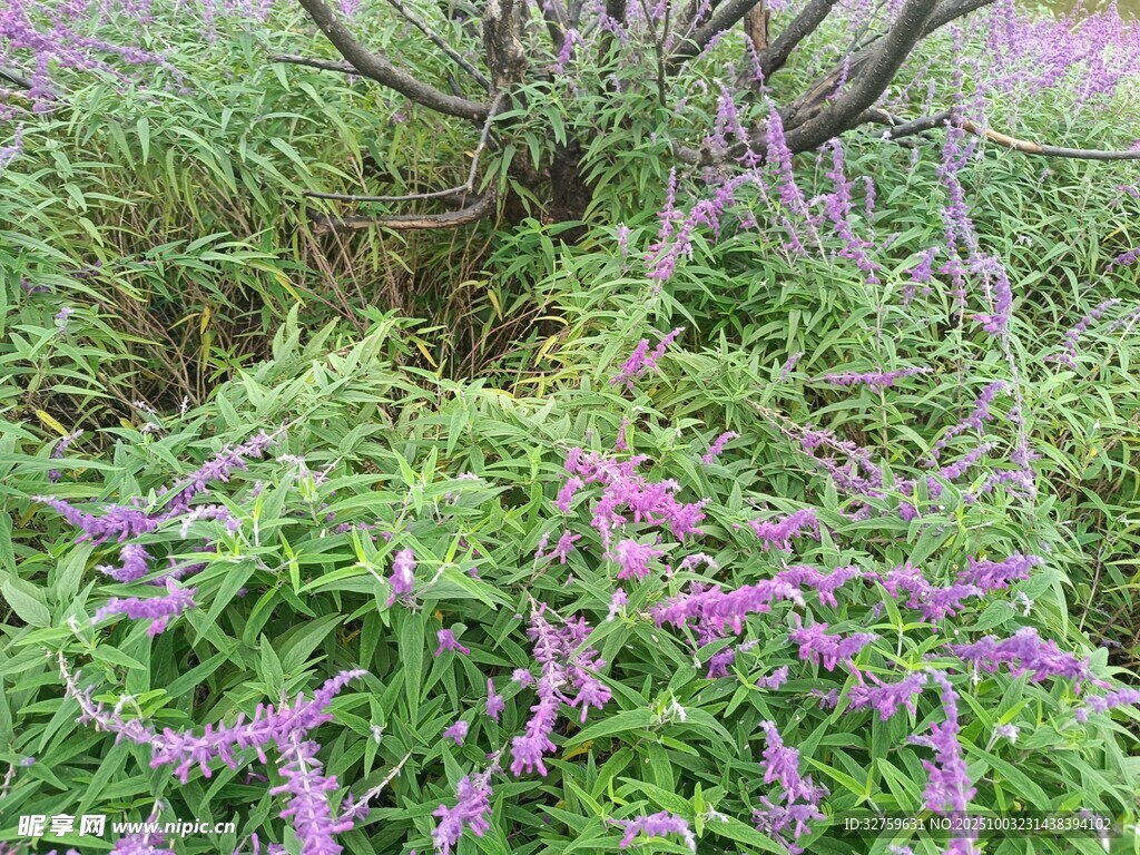 紫色花叢中的繁茂綠植