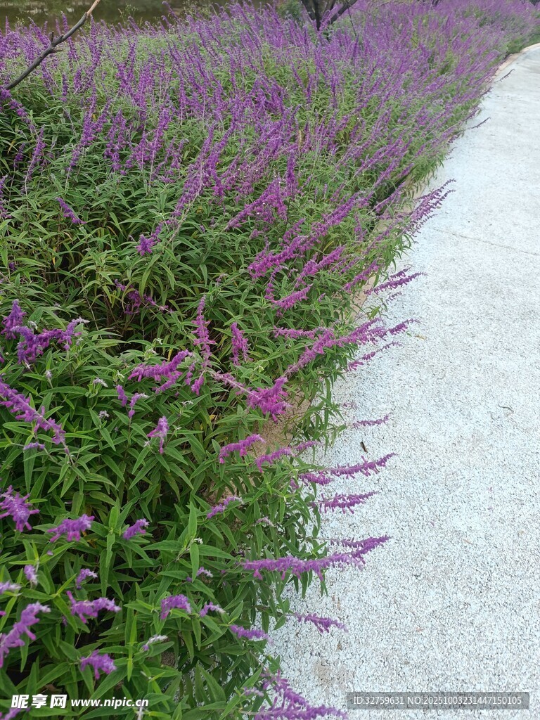 路邊紫色花卉景觀