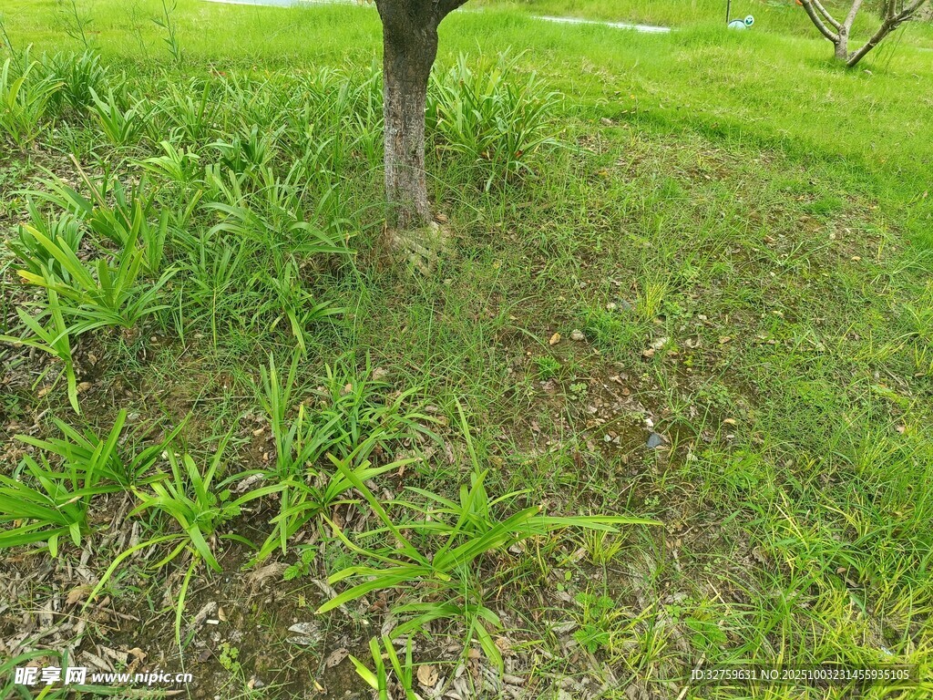 樹下草地綠意盎然
