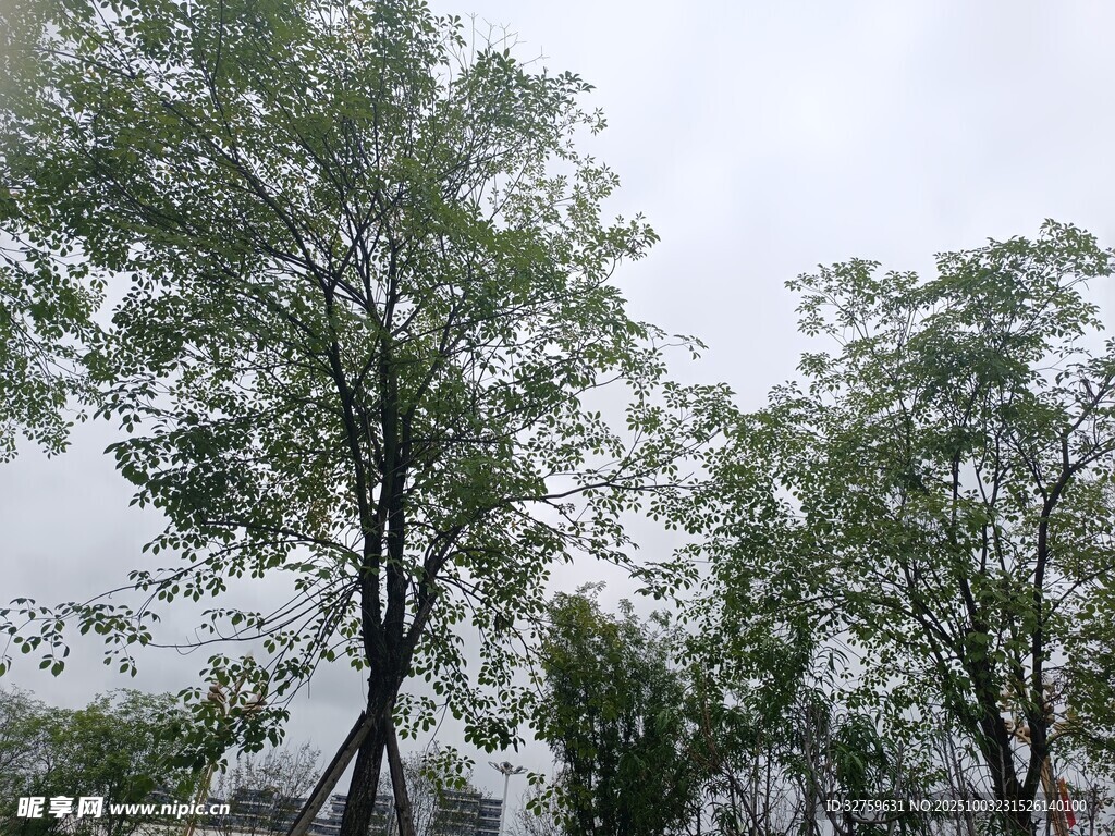 天空下的蔥郁樹木