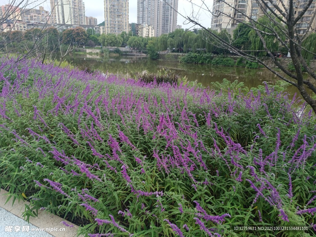 城市中綻放的紫色花卉景觀