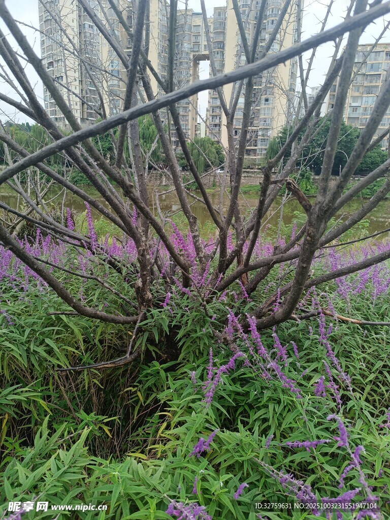 城市中繁茂的紫色花卉景觀