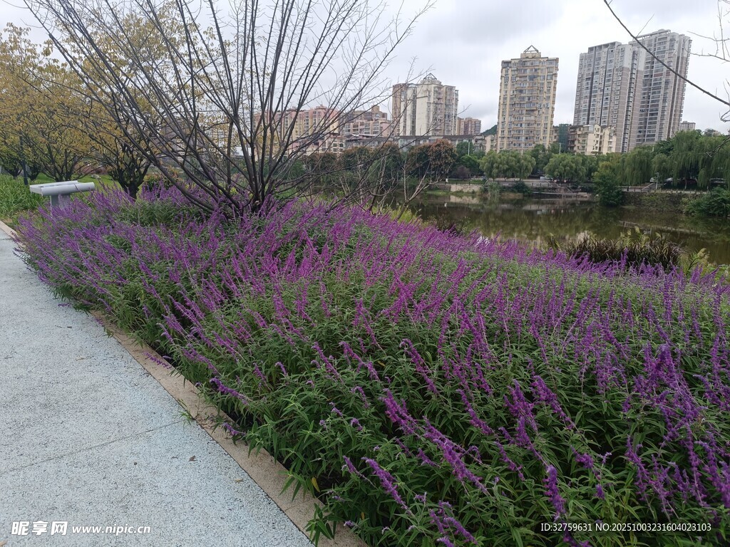 城市路邊綻放的紫色花叢