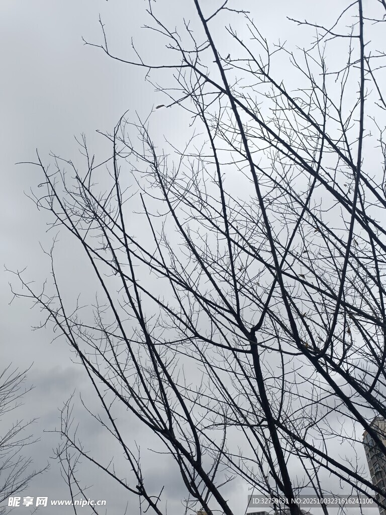 冬日枯樹枝干景象